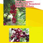 Ceri Terengganu : Pokok Nadir Berpotensi Untuk Dipulihara