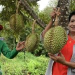 Durian Gunung Berapi Dari Selatan Thailand Mencipta Senarai Tunggu Selama Setahun !
