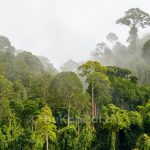 3.2 Juta Hektar Hutan Semula Jadi Berisiko Ditebang