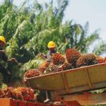 Delegasi UK Belajar Tentang Amalan Mampan Dalam Sektor Minyak Sawit Malaysia