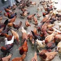 Ayam Kampung