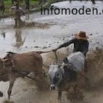 6 Jenis Baka Lembu Di Malaysia