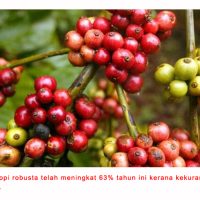 Harga Kopi Robusta Mencecah Rekod Tertinggi Berikutan Kekurangan Bekalan