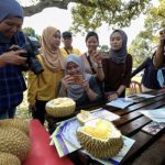 Mardi Menyasar Untuk Menanam 219 Jenis Durian Di Kuala Kangsar