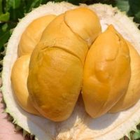 Lebihan Bekalan Menyebabkan 40% Penurunan Harga Durian Black Thorn Di Vietnam