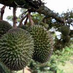 Halangan Permit Eksport Untuk Penghantaran Durian Segar Malaysia Ke China