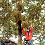 Mengapa Perlu Bersusah Payah Di Bandar Jika Anda Mempunyai Sehektar Durian Di Luar Bandar? – Pandangan Seorang Rakyat Vietnam