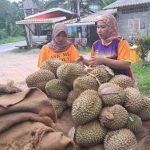 Petani Durian Yala Bergelut Dengan Harga Rendah Selepas Eksport Ditolak
