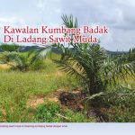 Kawalan Kumbang Badak Di Ladang Sawit Muda