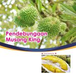 Pendebungaan Musang King