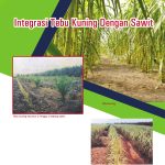 Integrasi Tebu Kuning Dengan Sawit