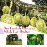 Dua Langkah Pembajaan Pokok Buah-Buahan