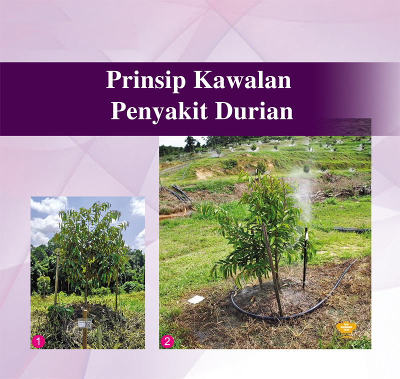 You are currently viewing Prinsip Kawalan Penyakit Durian