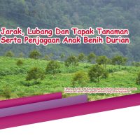 Jarak, Lubang Dan Tapak Tanaman Serta Penjagaan Anak Benih Durian
