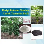 Resipi Bekalan Nutrien Untuk Tanaman Betik