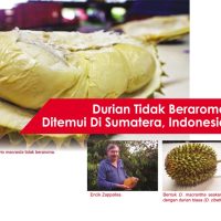 Durian Tidak Beraroma Ditemui Di Sumatera, Indonesia