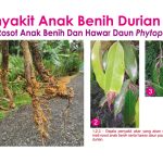 Penyakit Anak Benih Durian – Mati Rosot Anak Benih Dan Hawar Daun Phytophthora