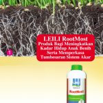 LEILI RootMost Produk Bagi Meningkatkan Kadar Hidup Anak Benih Serta Memperkasa Tumbesaran Sistem Akar