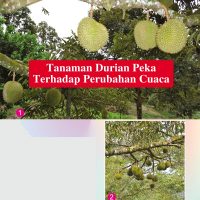 Tanaman Durian Peka Terhadap Perubahan Cuaca