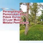 Perangsangan Pemucukan Baru Pokok Durian Di Luar Musim Melalui Pembajaan