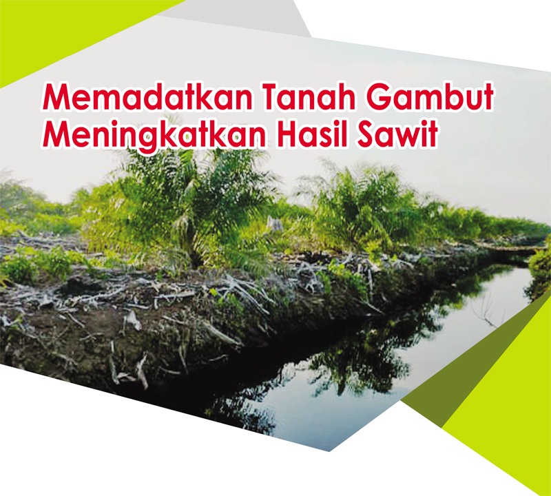 You are currently viewing Memadatkan Tanah Gambut Meningkatkan Hasil Sawit