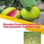 Mencabar Penanaman Jambu Batu Pada Kepadatan Yang Amat Tinggi