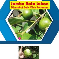 Jambu Batu Lohan Disambut Baik Oleh Penanam