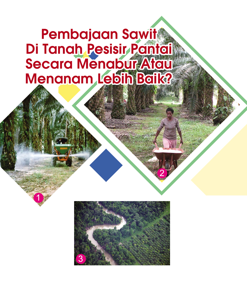 Read more about the article Pembajaan Sawit Di Tanah Pesisir Pantai Secara Menabur Atau Menanam Lebih Baik?