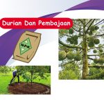 Durian Dan Pembajaan