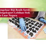 Pengeluar Biji Benih Sawit Mengeksport Lebihan Stok Ke Luar Negara