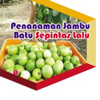 Penanaman Jambu Batu Sepintas lalu