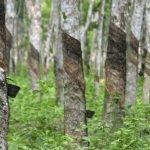 Lembaga Getah Digesa Mereka Bentuk Program Untuk Membangunkan Ladang Terbiar