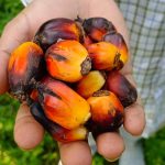 Di Assam India, ‘Harapan Musnah’ Untuk Pulangan Tinggi Dari Tanaman Sawit