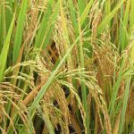 MARDI akan perkenal varieti padi tahan perubahan iklim