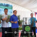 MARDI Lancar Nanas Hibrid Baru MS 16