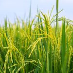 MARDI Perkenal MRQ 107, MRQ 111 Varieti Padi Wangi Baharu