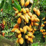 Johari Ghani: Minyak sawit Memacu RM100b Dalam Eksport, Tetapi Sektor Getah Dan Koko Terus Merosot