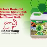 Dieback Buster 95 Dirumus Khas Untuk Mengawal Penyakit Mati Rosot Betik