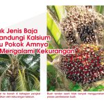 Banyak Jenis Baja Mengandungi Kalsium Justeru Pokok Amnya Tidak Mengalami kekurangan
