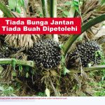 Tiada Bunga Jantan Tiada Buah Diperolehi