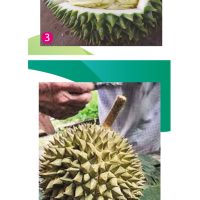 Warna Isi Capri Kurang Menarik Cita Rasanya Memburu Selera