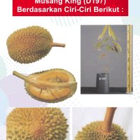 Mengenal Pasti Durian Musang King (D197) Berdasarkan Ciri-Ciri Berikut :