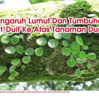 Pengaruh Lumut Dan Tumbuhan Duit-Duit Ke Atas Tanaman Durian