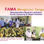 FAMA Menghulur Tangan Menyelesaikan Masalah Lambakan Durian Kampung Di Negeri kelantan