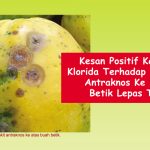 Kesan Positif Kalsium Klorida Terhadap Penyakit Antraknos Ke Atas Betik Lepas Tuai