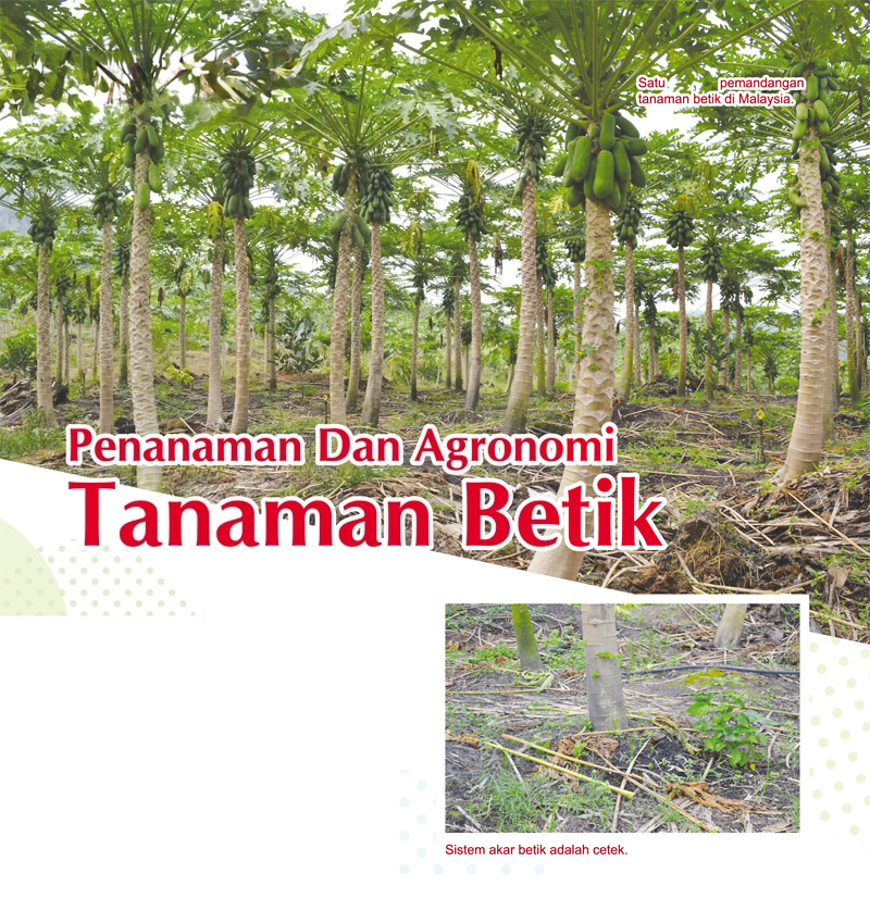 You are currently viewing Penanaman Dan Agronomi Tanaman Betik