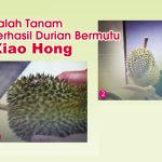 Salah Tanam Terhasil Durian Bermutu Xiao Hong