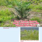 Buah Tandan Kosong Sawit Sebagai Alternatif Kepada Baja Kimia