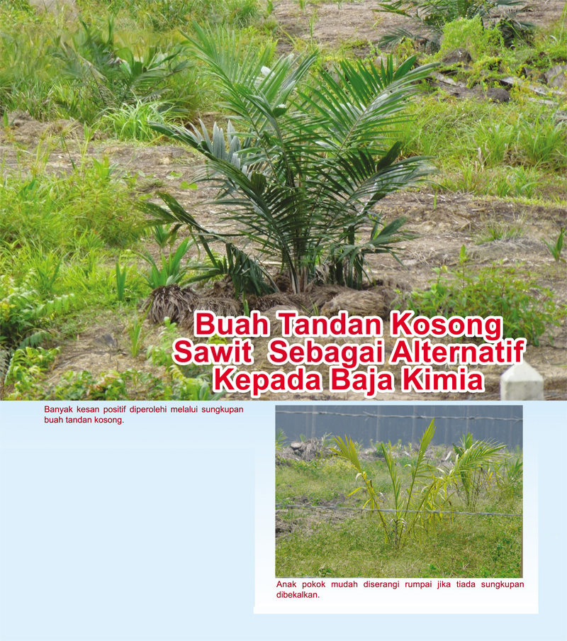 You are currently viewing Buah Tandan Kosong Sawit Sebagai Alternatif Kepada Baja Kimia
