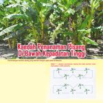 Kaedah Penanaman Pisang Di Bawah Kepadatan Tinggi